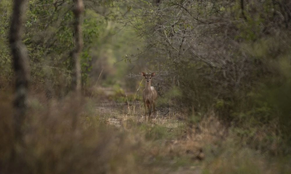 Naturaleza del lugar.