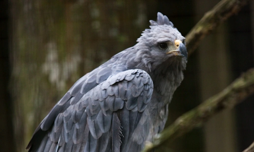 águila coronada La Pampa