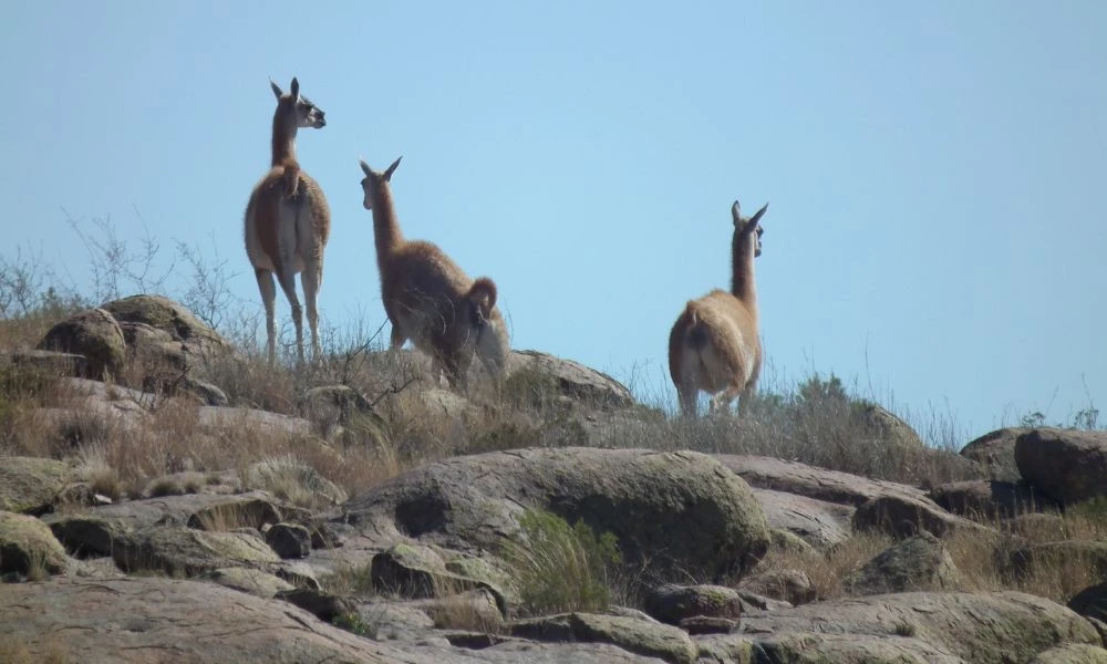 Naturaleza del lugar.