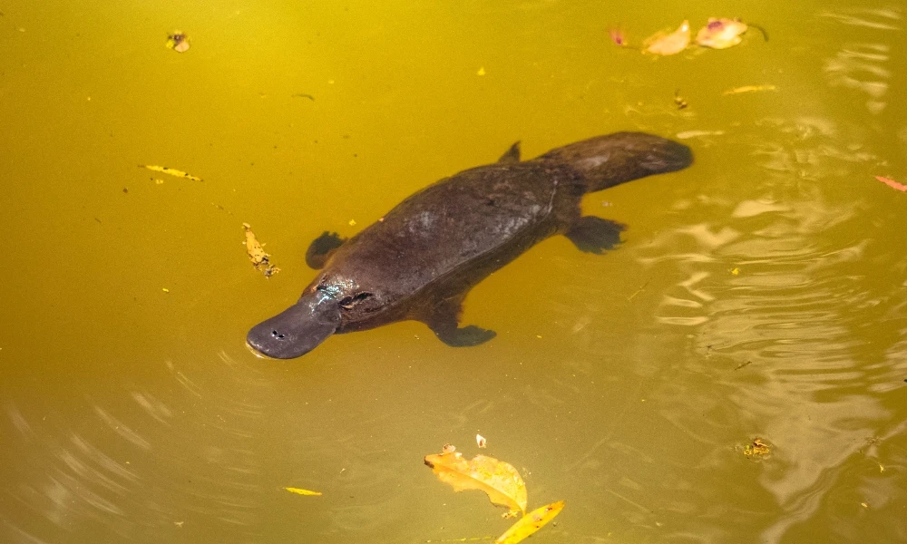 Ornitorrinco: cómo hace para cazar bajo el agua sin ver