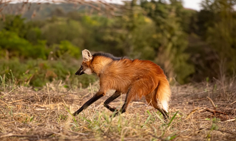 aguará guazú, el animal que habita en el norte argentino