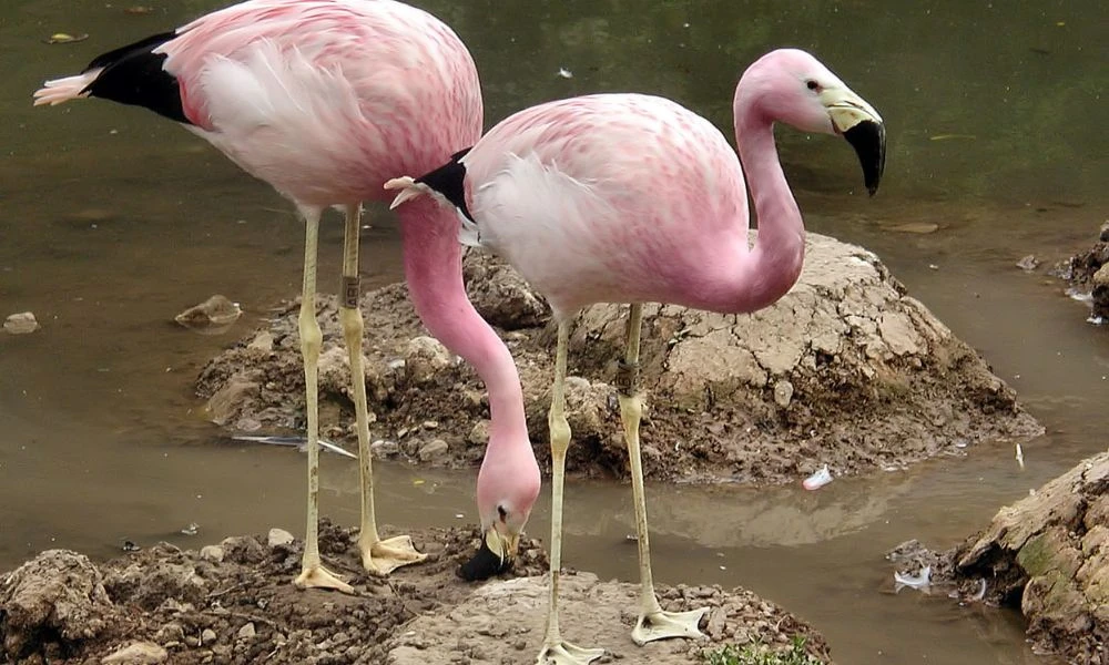 Animales de la Laguna de los Pozuelos.