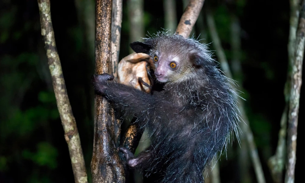 Aye-aye: el lémur que usa un dedo larguísimo para buscar comida
