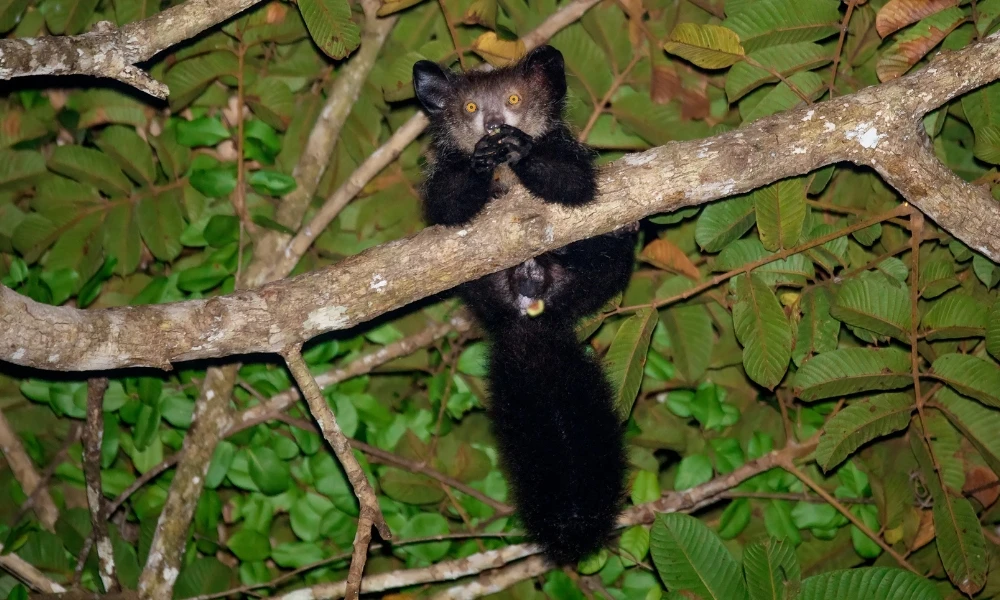 Aye-aye: el lémur que usa un dedo larguísimo para buscar comida