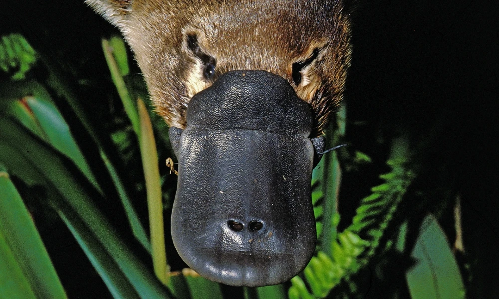 Ornitorrinco: cómo hace para cazar bajo el agua sin ver