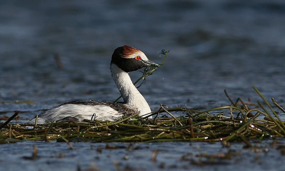 Parque Nacional Patagonia: el área protegida del sur argentino que es el hogar del macá tobiano, la particular ave en peligro de extinción que solo habita allí