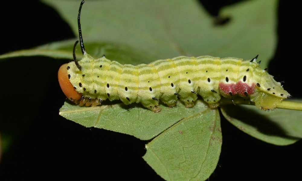 Aspecto del insecto en su juventud.