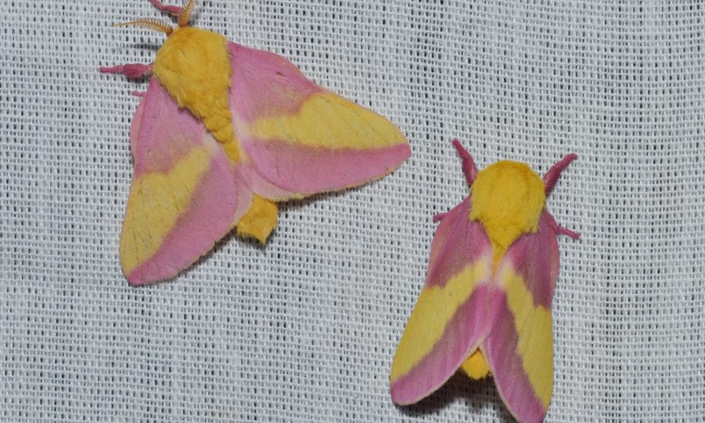 Colores de la polilla rosada del arce.