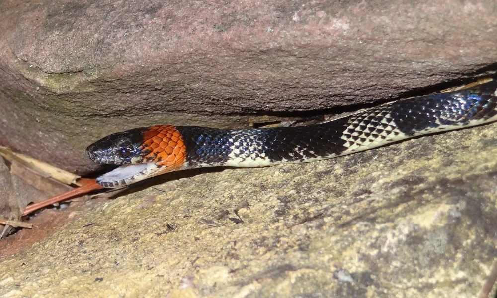 Serpientes: cuáles son las especies más peligrosas presentes en Argentina