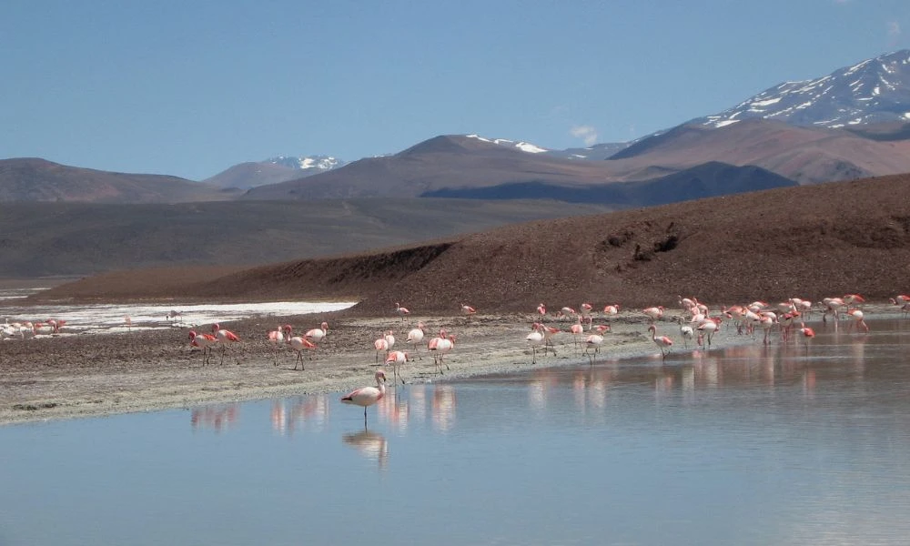 La Laguna Brava y sus animales.