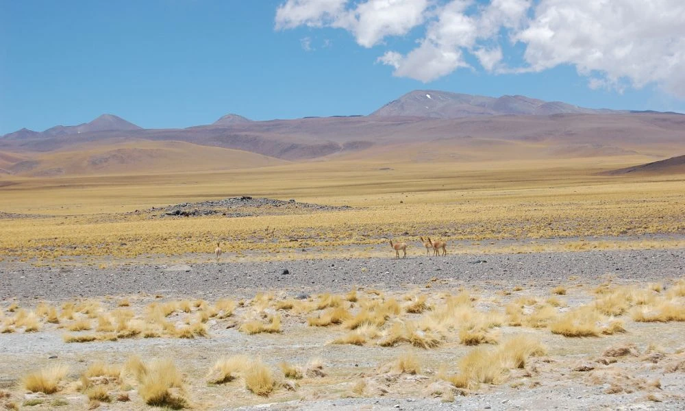 Paisajes del Paso de San Francisco.