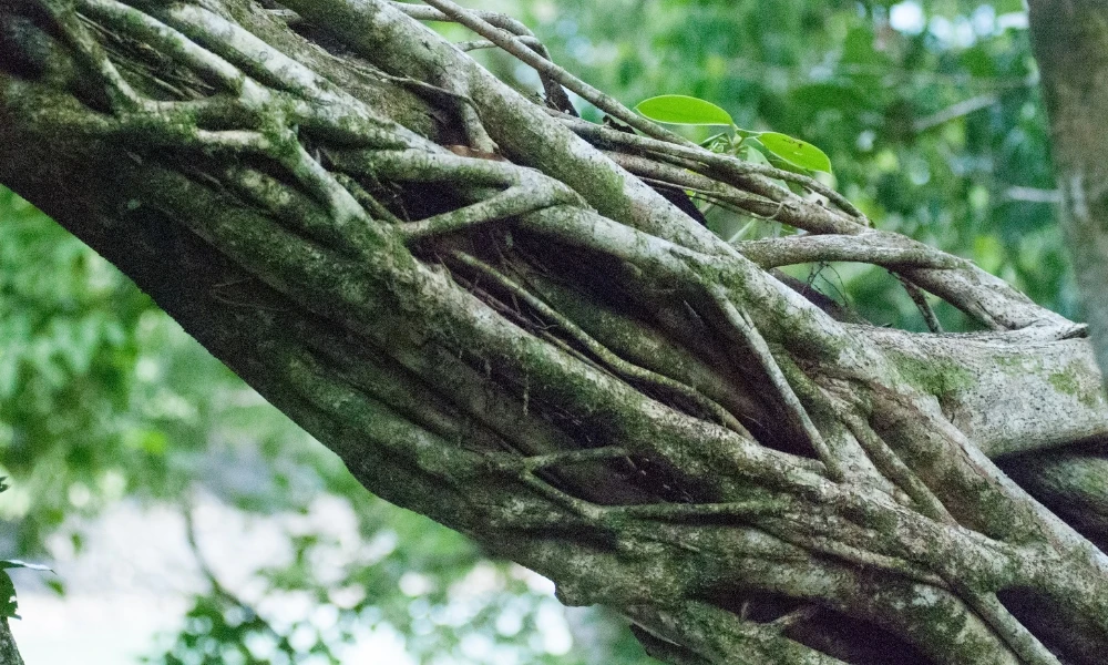 Higuera estranguladora: el árbol que empieza su vida sobre otro árbol y lo asfixia hasta ocultarlo