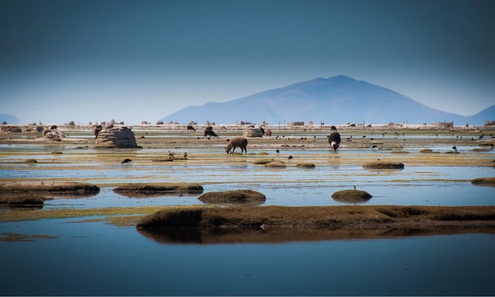 Lago Uru Uru en Bolivia