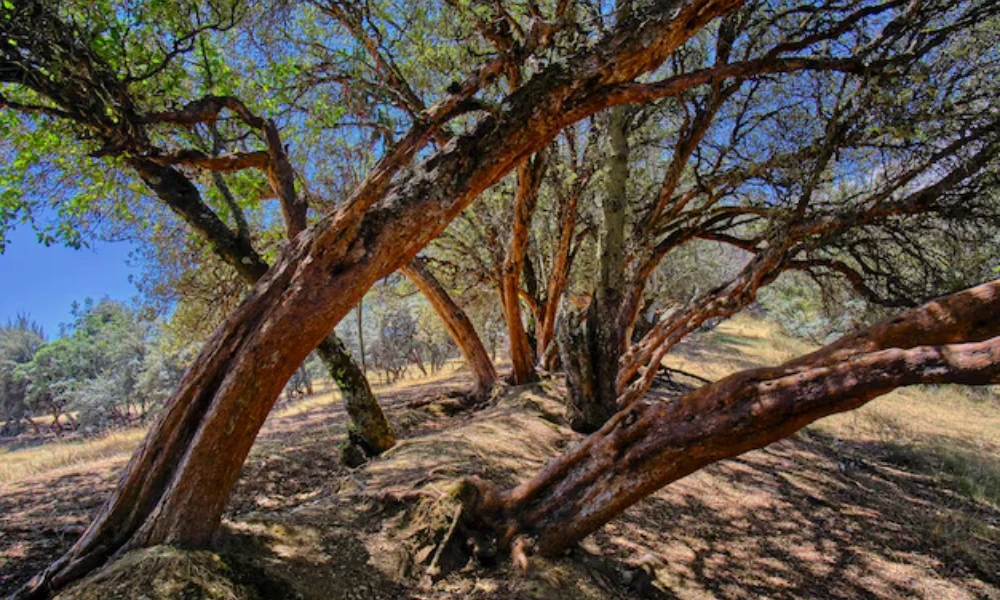 Queñua, el árbol de Jujuy que "siembra agua" y tiene propiedades curativas