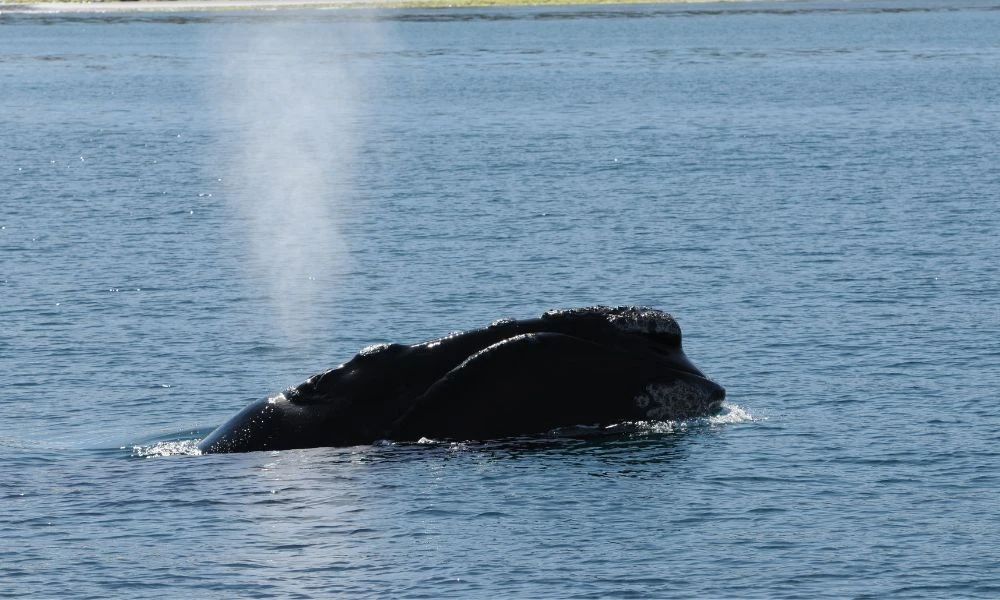 Temporada de ballenas.