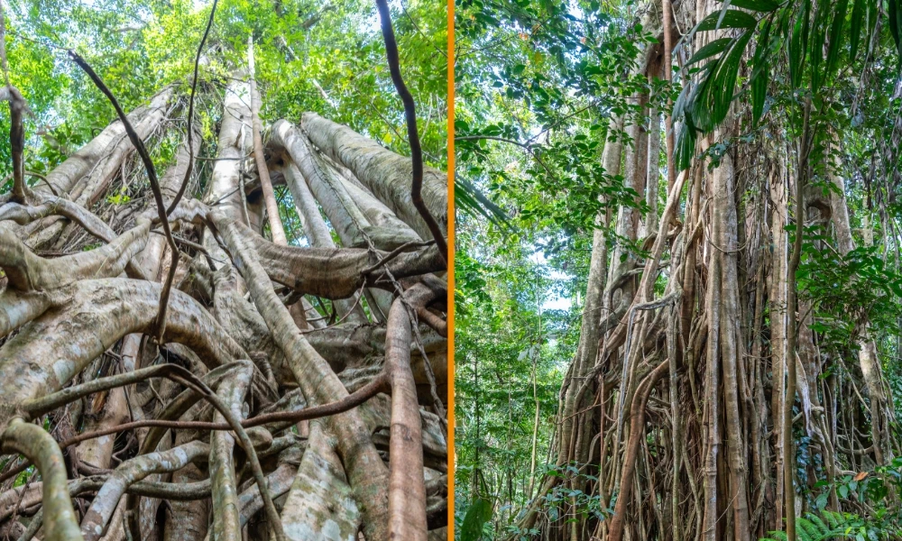Higuera estranguladora: el árbol que empieza su vida sobre otro árbol y lo asfixia hasta ocultarlo