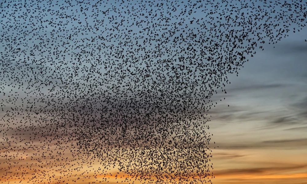 Estornino pinto: la curiosa y pequeña ave euroasiática que se convirtió una especie invasora en Argentina