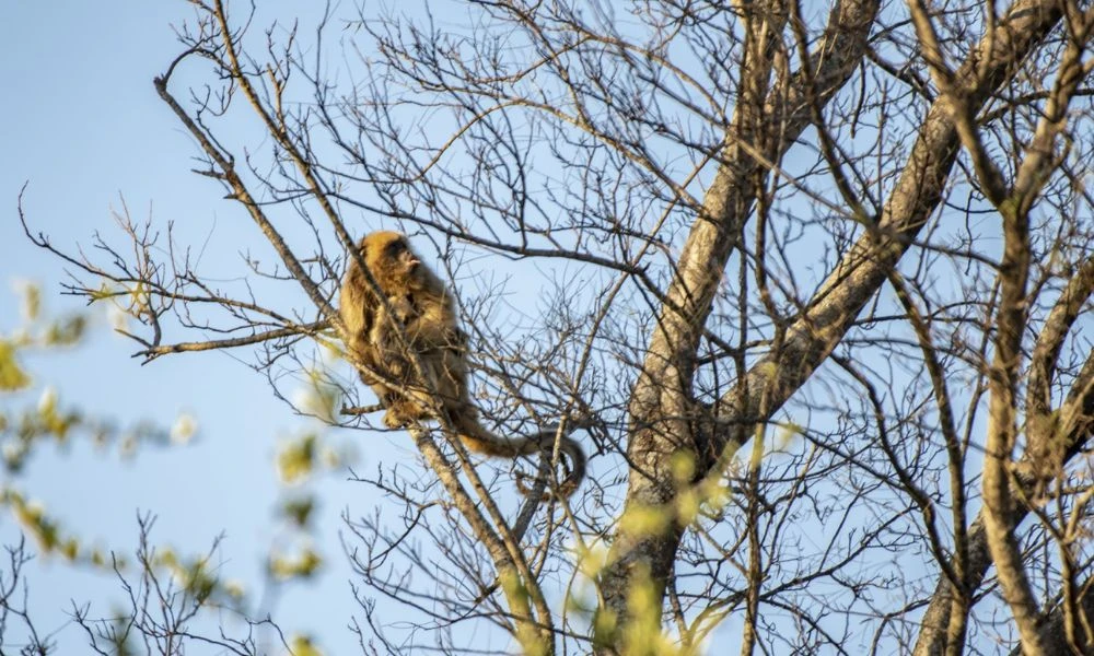 Animales del Parque Nacional Copo.