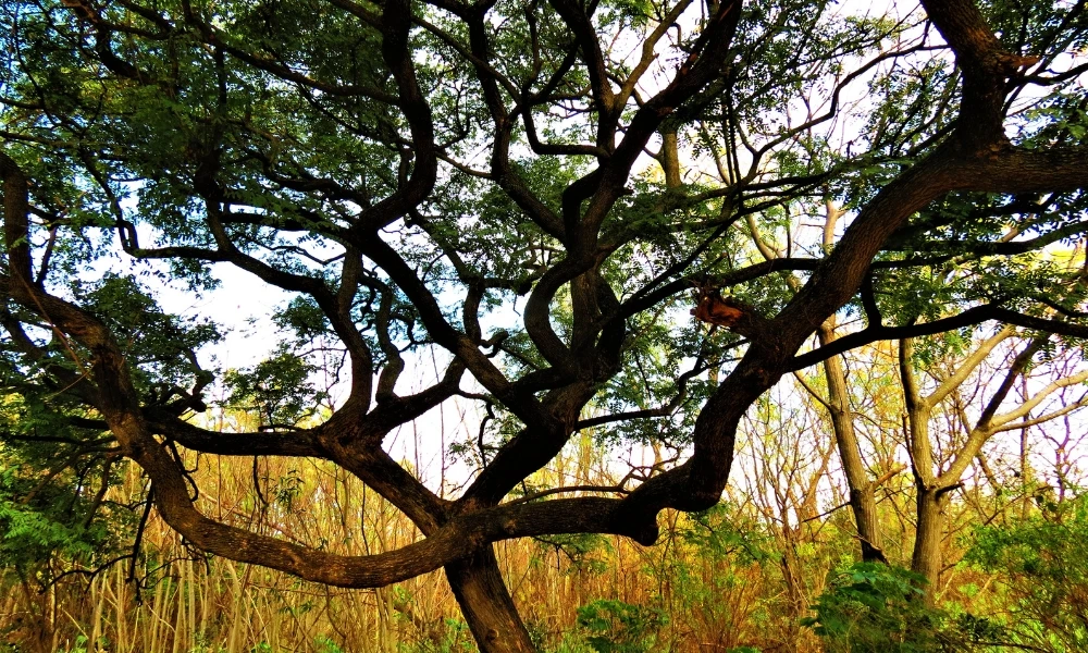 Bosque de Caldén: qué tiene de único este ecosistema de La Pampa