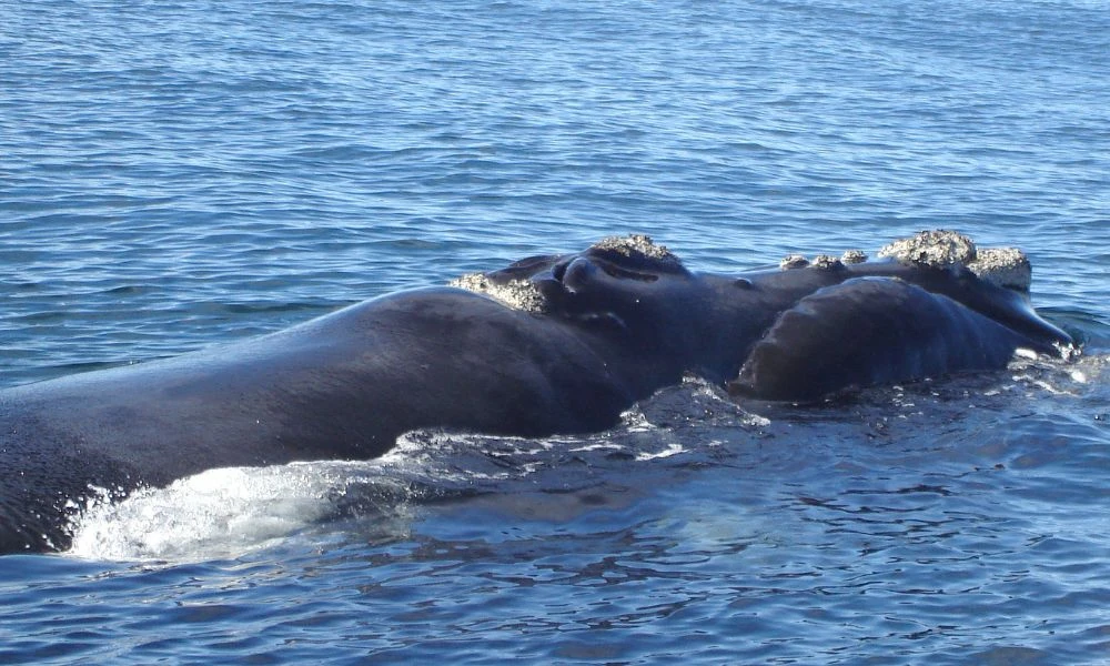 El animal en el agua.