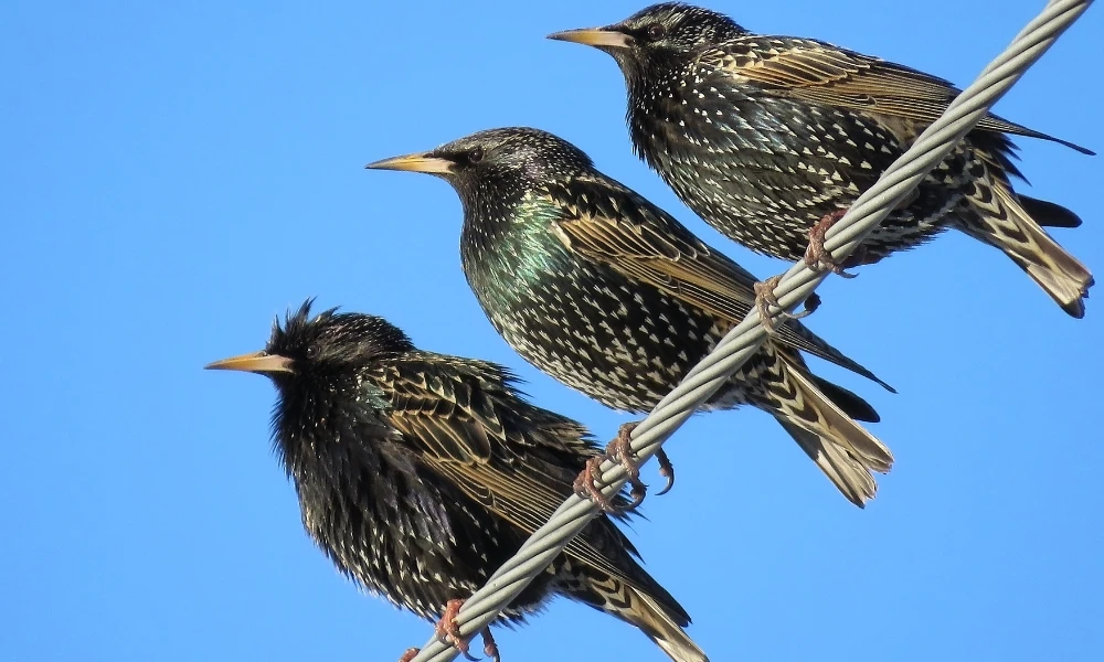 Estornino pinto: la curiosa y pequeña ave euroasiática que se convirtió una especie invasora en Argentina