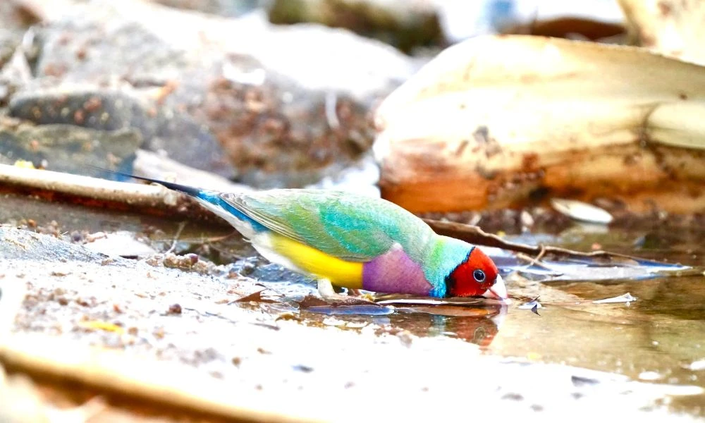 Aspecto del diamante de Gould.