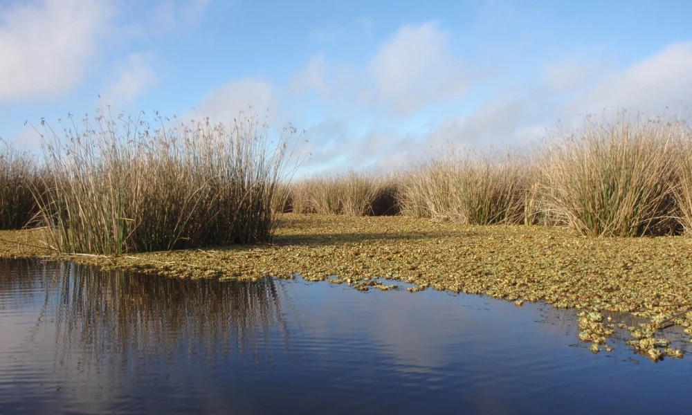 Reserva Natural Otamendi, uno de los humedales más valiosos de Buenos Aires
