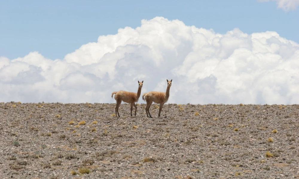 Parque Nacional San Guillermo: el gran refugio de vicuñas y paisajes extremos de San Juan