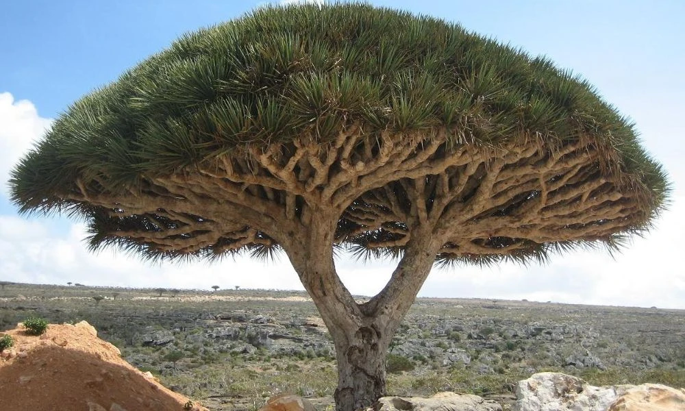 Aspecto de los árboles de Socotra.