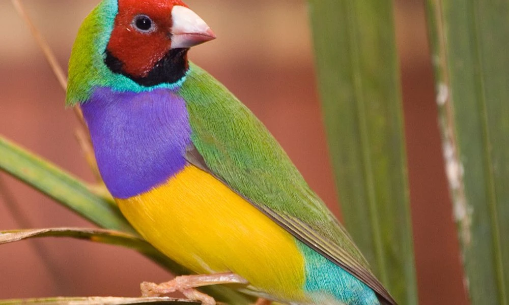 Colores del animal.