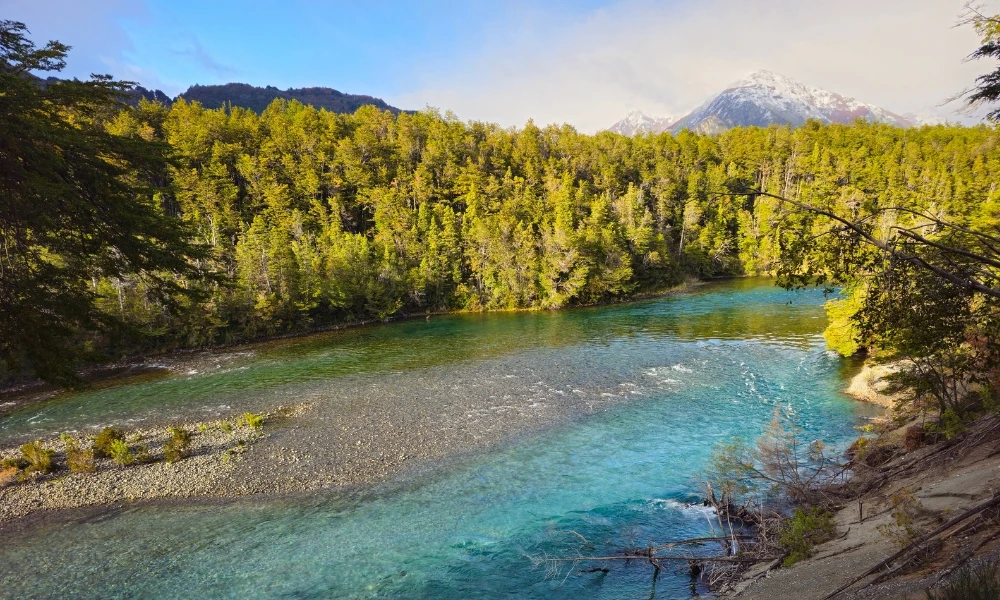 Alerzal Milenario en Chubut: el paisaje donde crecen algunos de los árboles más antiguos de Argentina