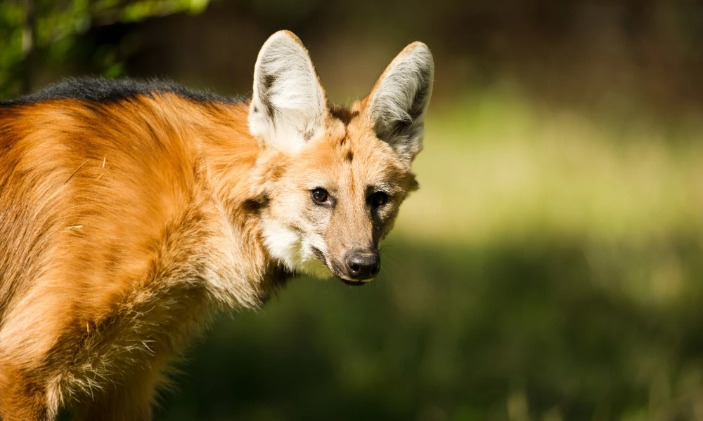 aguará guazú animal