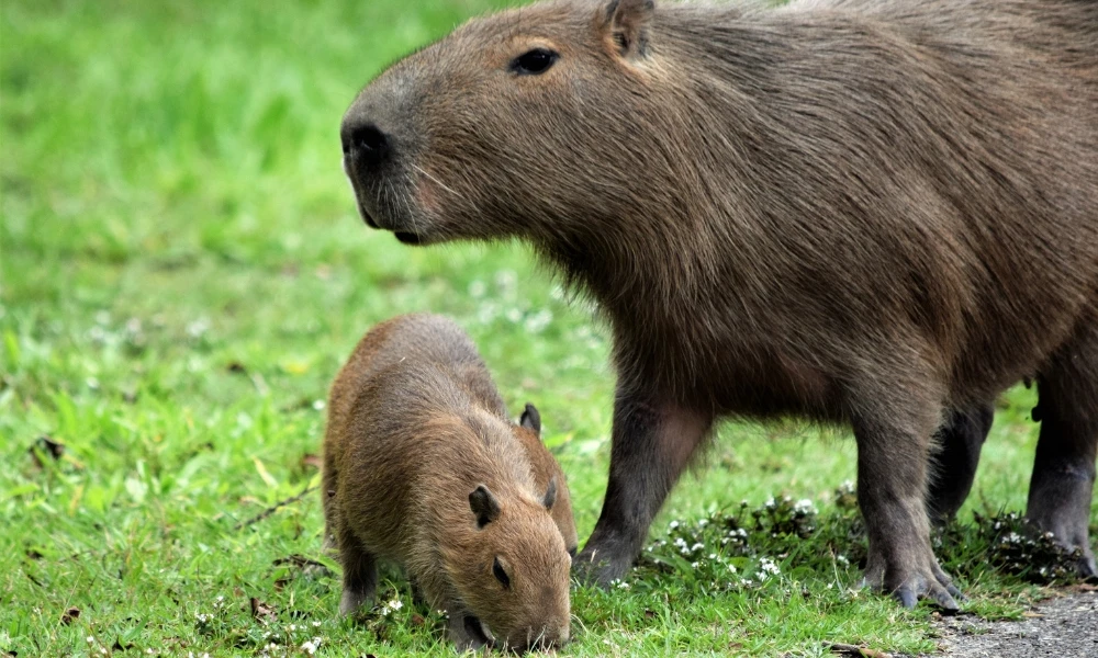 efemérides del 29 de abril Argentina
