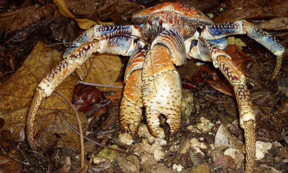 Aspecto del cangrejo de los cocoteros.