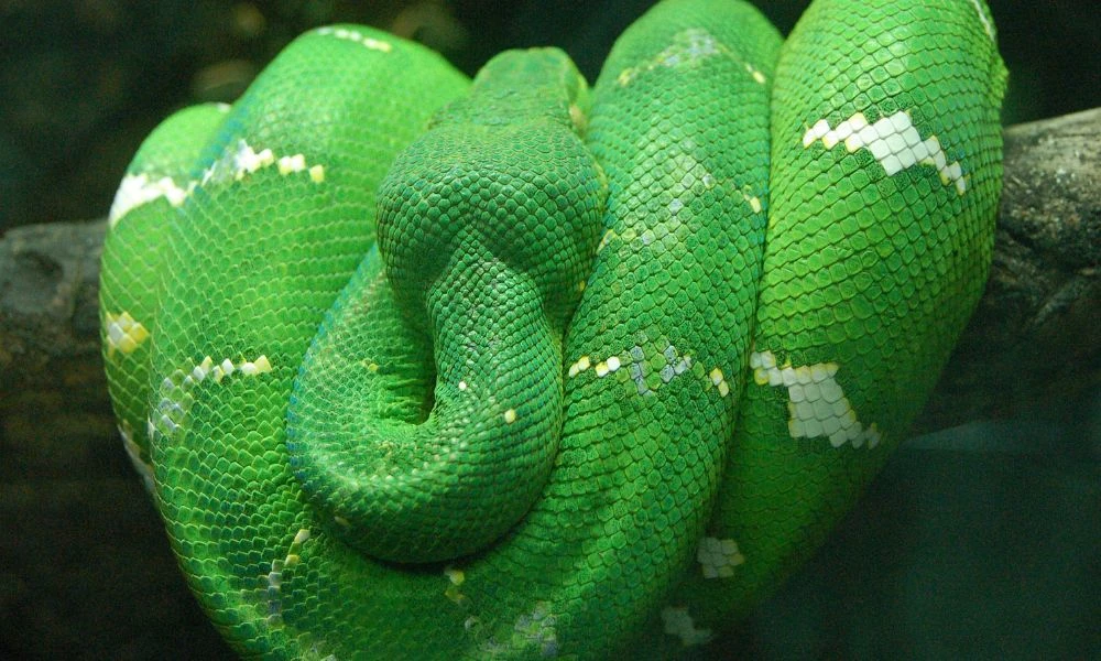 Boa esmeralda y su aspecto.