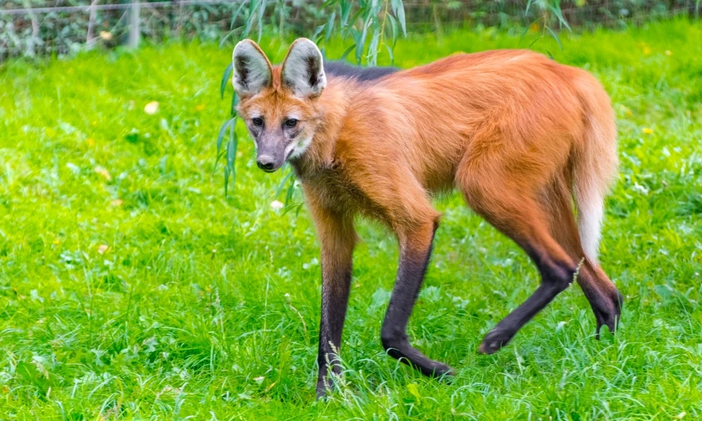 aguará guazú, el animal que habita en el norte argentino
