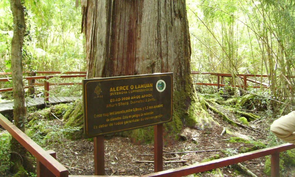 Árbol del Parque Nacional Los Alerces.