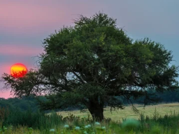 Bosque de Caldén: qué tiene de único este ecosistema de La Pampa