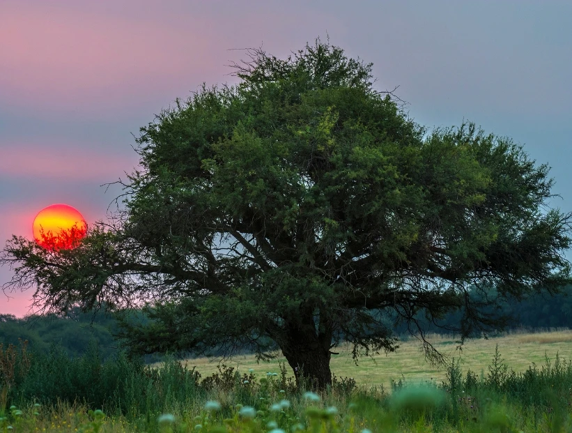Bosque de Caldén: qué tiene de único este ecosistema de La Pampa