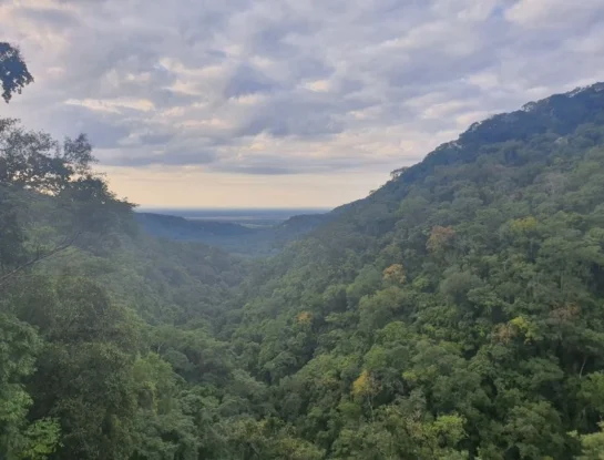 Yungas salteñas: qué animales y plantas hay en esta selva de montaña