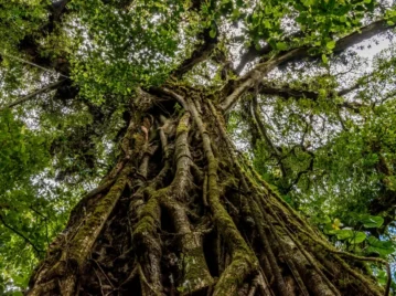 Higuera estranguladora: el árbol que empieza su vida sobre otro árbol y lo asfixia hasta ocultarlo