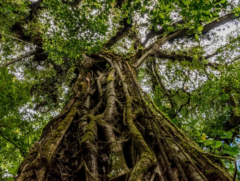 Higuera estranguladora: el árbol que empieza su vida sobre otro árbol y lo asfixia hasta ocultarlo