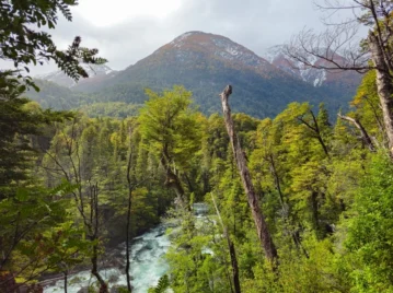 Alerzal Milenario en Chubut: el paisaje donde crecen algunos de los árboles más antiguos de Argentina