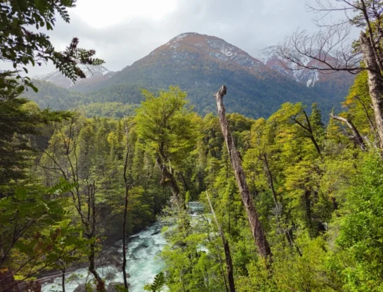 Alerzal Milenario en Chubut: el lugar donde crecen algunos de los árboles más antiguos de Argentina