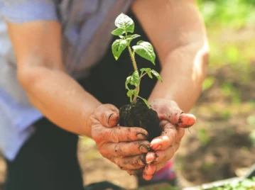 Qué es la agricultura y qué tipos existen: explicación sencilla con ejemplos