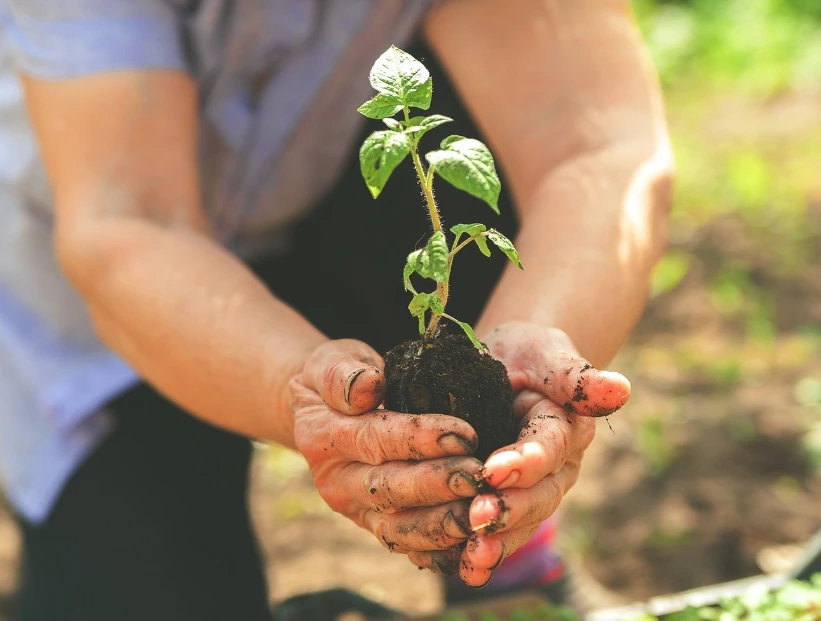 Qué es la agricultura y qué tipos existen: explicación sencilla con ejemplos