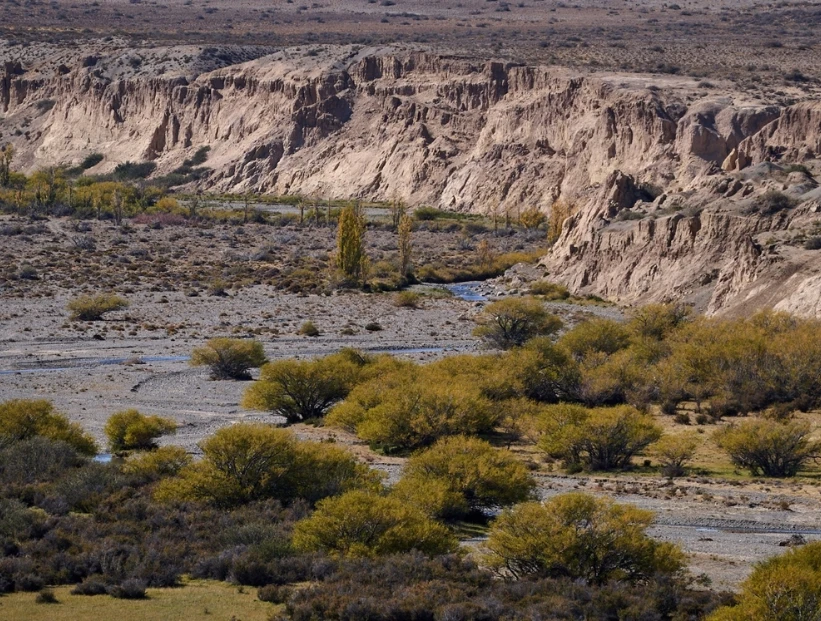 Parque Nacional Patagonia: el área protegida del sur argentino que es el hogar del macá tobiano, la particular ave en peligro de extinción que solo habita allí
