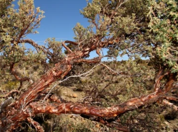 Queñua, el árbol de Jujuy que "siembra agua" y tiene propiedades curativas