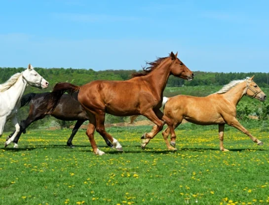 Día del Animal: por qué se celebra cada 29 de abril en Argentina