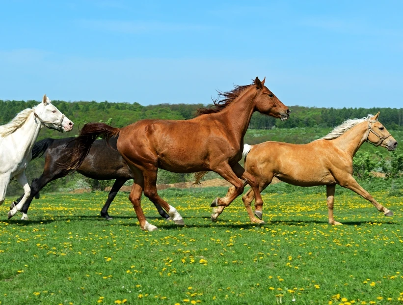 Día del Animal: por qué se celebra cada 29 de abril en Argentina